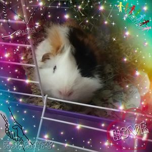 Meet your Posher, Amber